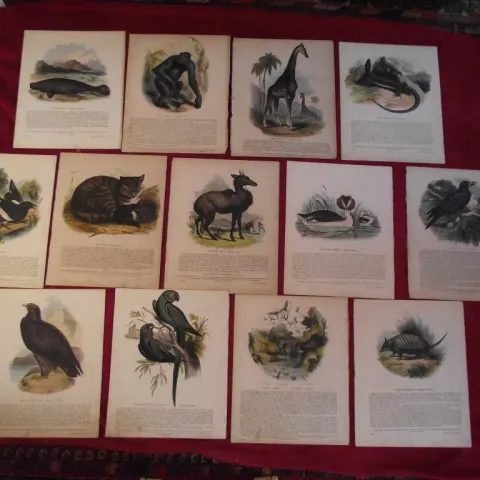 13 X Plates Illustrative of Natural History - Josiah Wood Whymper - Double sided & laid on linen - 1