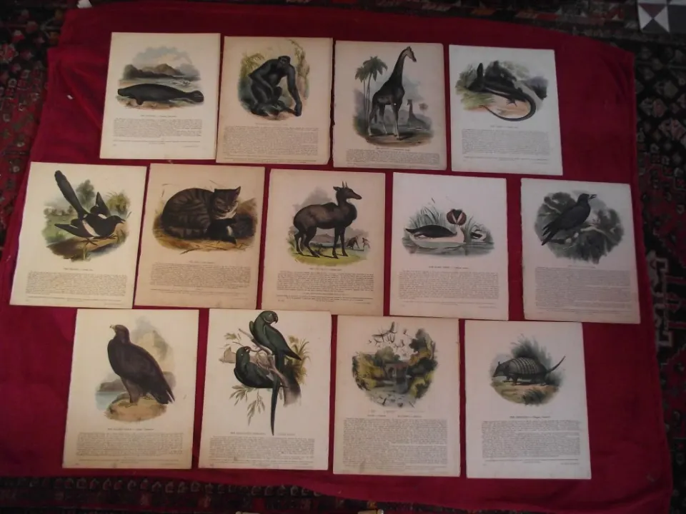 13 X Plates Illustrative of Natural History - Josiah Wood Whymper - Double sided & laid on linen - 1