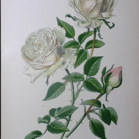 Bourbon Rose Edward Step Rare Antique Botanical Book Plate-77