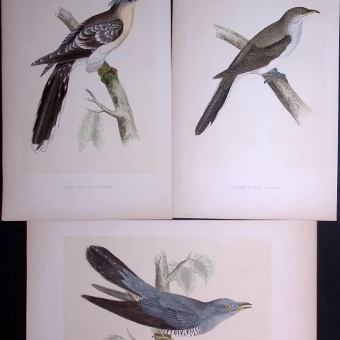 Job-Lot The Cuckoo Family Rev Morris Antique Coloured Birds Engravings-3