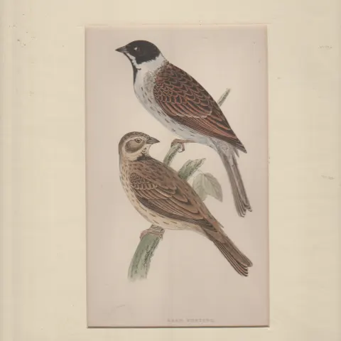 Print 1897 Reed Buntings By F O Morris