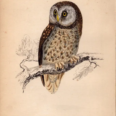 Tengmalm’s Owl Rev Morris Antique1888 History of British Birds Engraving.18.