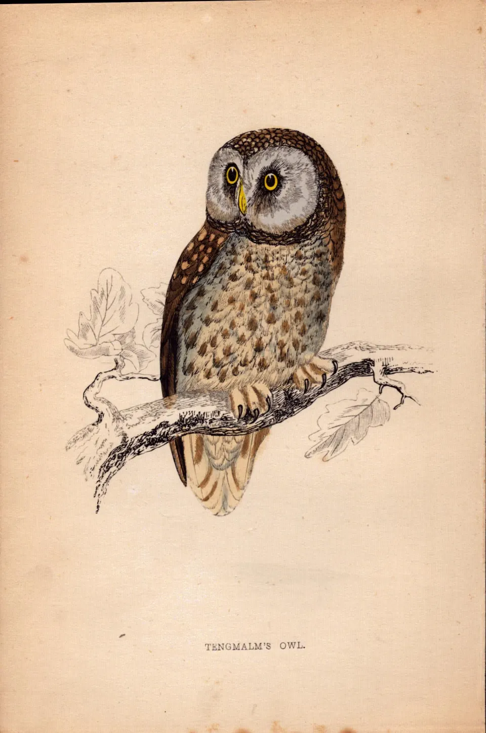 Tengmalm’s Owl Rev Morris Antique1888 History of British Birds Engraving.18.