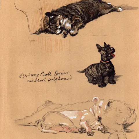 Cecil Aldin Dog Illustrations Aberdeen’s & Bull Terrier & Wolfhound-25.