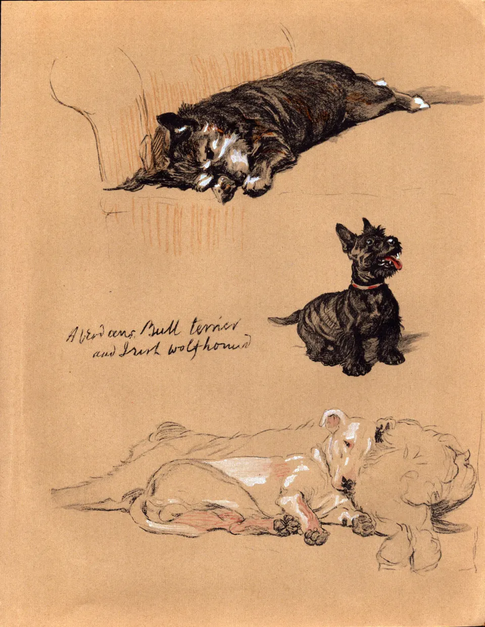 Cecil Aldin Dog Illustrations Aberdeen’s & Bull Terrier & Wolfhound-25.