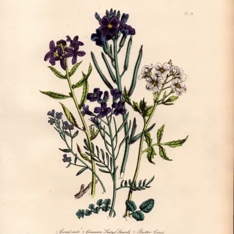 Rare 165-Yr-Old Antique Wildflower Gilt-Edged Illustration Jane Webb Loudon -9.