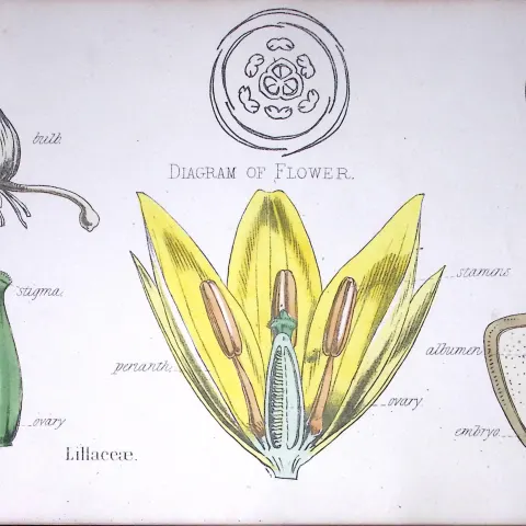 Lily Family Botanical Flower Diagram Rare Antique First Edition Illustration-96