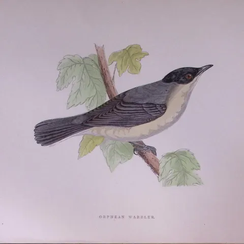 Orphean Warbler Rev Morris Antique History of British Birds 130 Years-Old Engraving-120