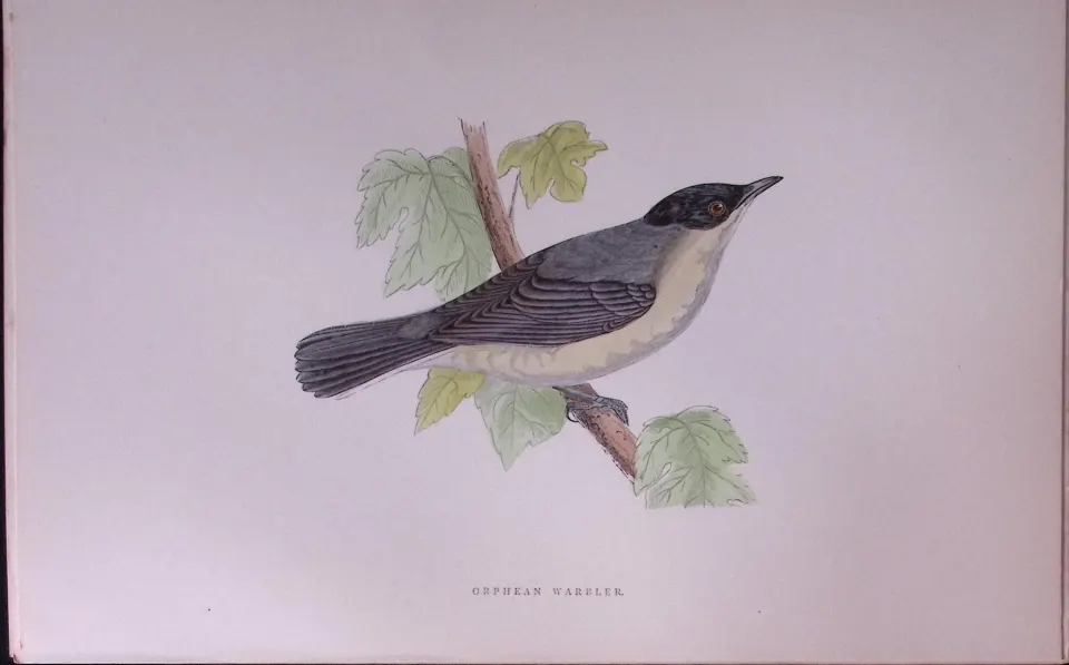 Orphean Warbler Rev Morris Antique History of British Birds 130 Years-Old Engraving-120