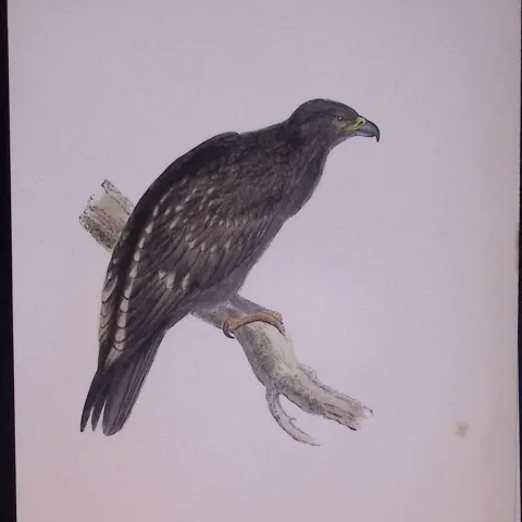 Spotted Eagle Rev Morris Antique History of British Birds 130 Years-Old Engraving-15