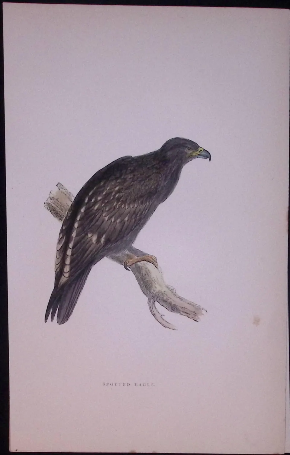 Spotted Eagle Rev Morris Antique History of British Birds 130 Years-Old Engraving-15
