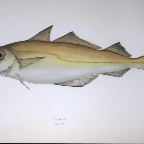 Power Fish Scarce Antique 1877 J. Couch Woodblock Engraving-87