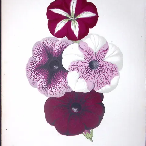 Purple Petunias Flower Antique Shirley Hibbard Greenhouse Coloured Print-9