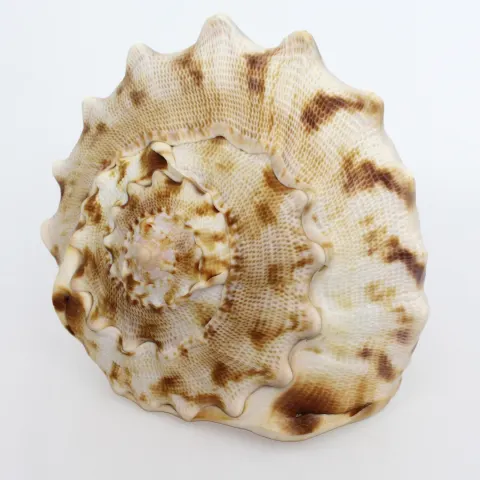 Large Conch Shell
