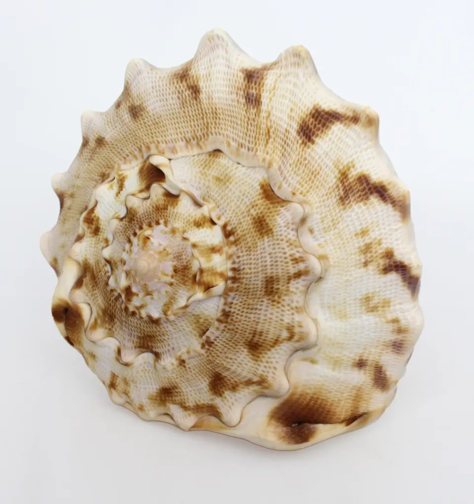 Large Conch Shell