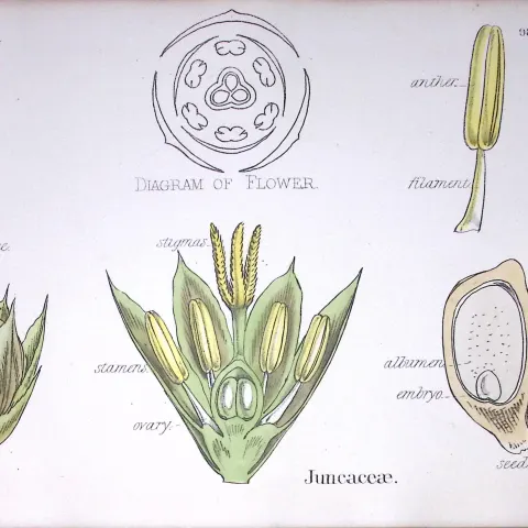 The Rush Family Botanical Flower Diagram Rare Antique First Edition Illustration-98