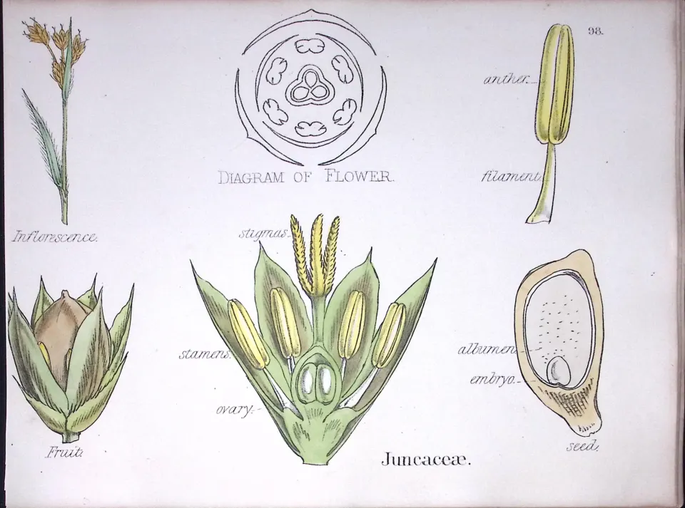 The Rush Family Botanical Flower Diagram Rare Antique First Edition Illustration-98