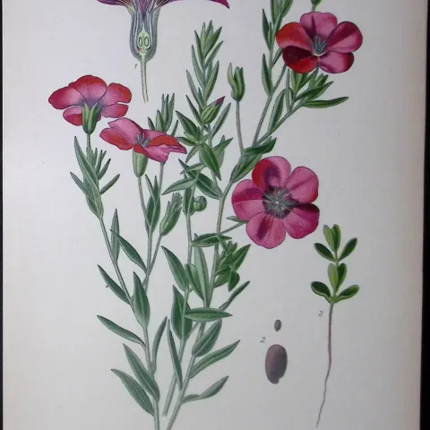Garden Flax Edward Step Rare Antique Botanical Book Plate-52