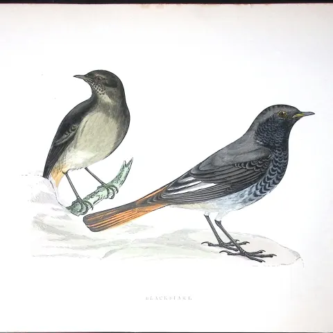 Blackstart Rev Morris Antique History of British Birds 130 Years-Old Engraving-101