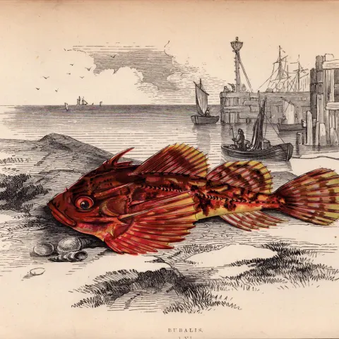 Montagu’s Blenny 155 Years-Old  Antique Johnathan Couch Fish Engraving.