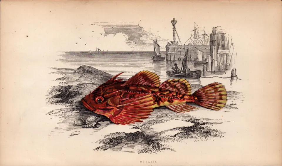 Montagu’s Blenny 155 Years-Old  Antique Johnathan Couch Fish Engraving.