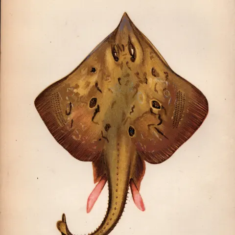 Skate 1869 Antique Johnathan Couch Coloured Engraving.