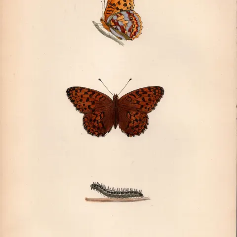 High Brown Fritillary Hand Coloured  Antique Butterfly Plate Rev Morris-133.