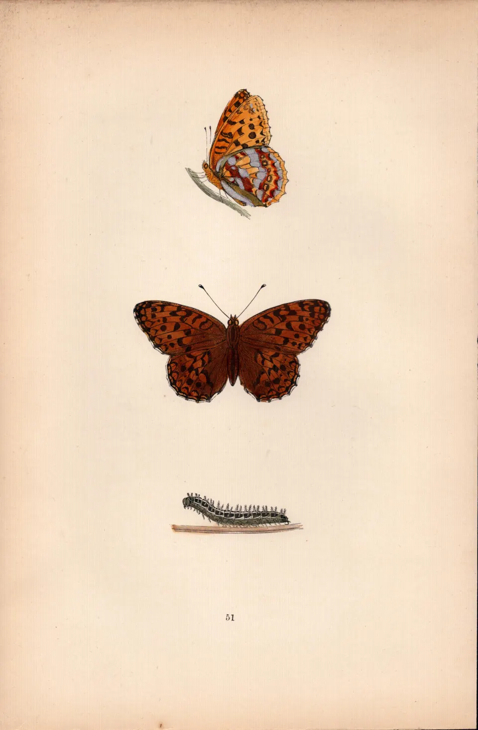 High Brown Fritillary Hand Coloured  Antique Butterfly Plate Rev Morris-133.
