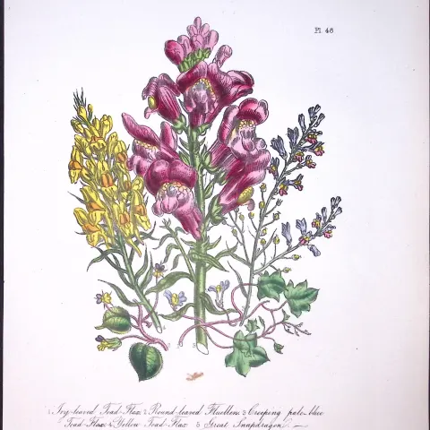 Rare 165-Yr-Old Antique Wildflower Gilt-Edged Illustration Jane Webb Loudon-48-A