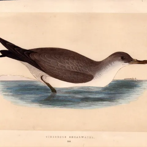 Cinereous Shearwater Rev Morris Antique History of British Birds Engraving.