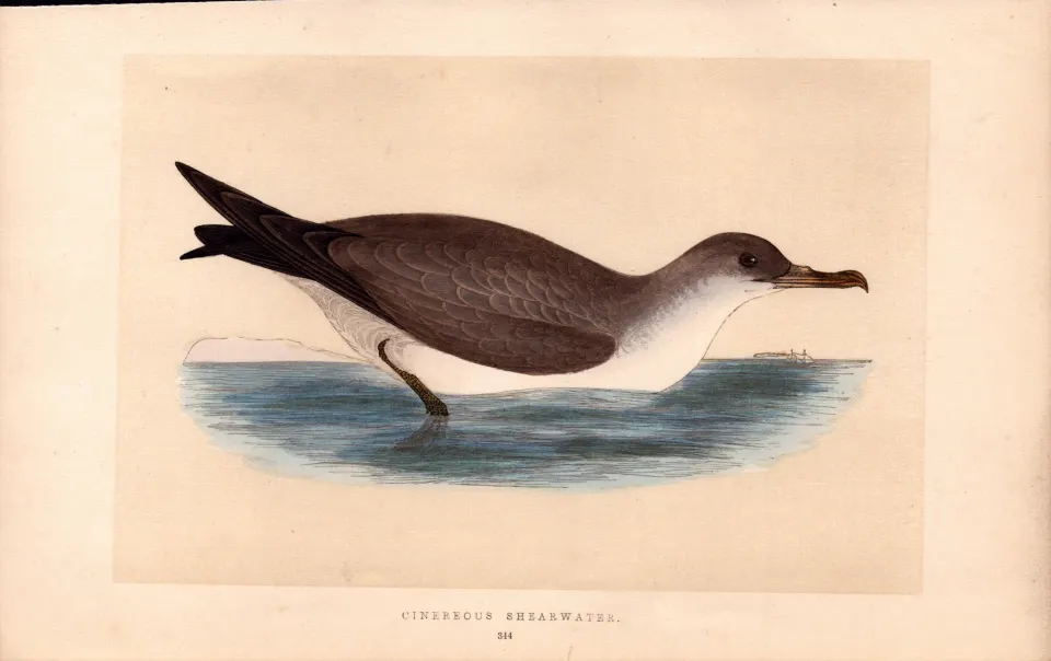 Cinereous Shearwater Rev Morris Antique History of British Birds Engraving.