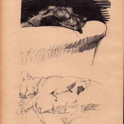 Cecil Aldin Original Vintage 88 Years Old Illustration How to Draw Dogs-6.