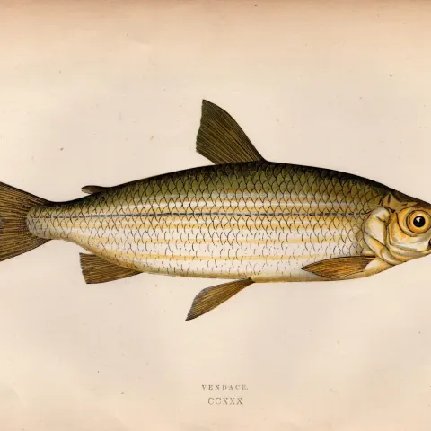 Vendace Antique Johnathan Couch Coloured Fish Engraving.