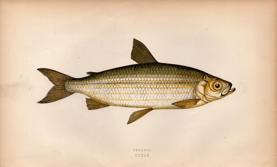 Vendace Antique Johnathan Couch Coloured Fish Engraving.