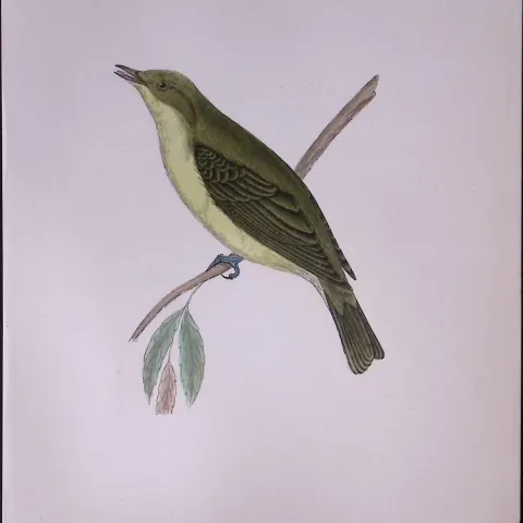 Melodious Willow Warbler Rev Morris Antique History of British Birds 130 Years-Old Engraving-126