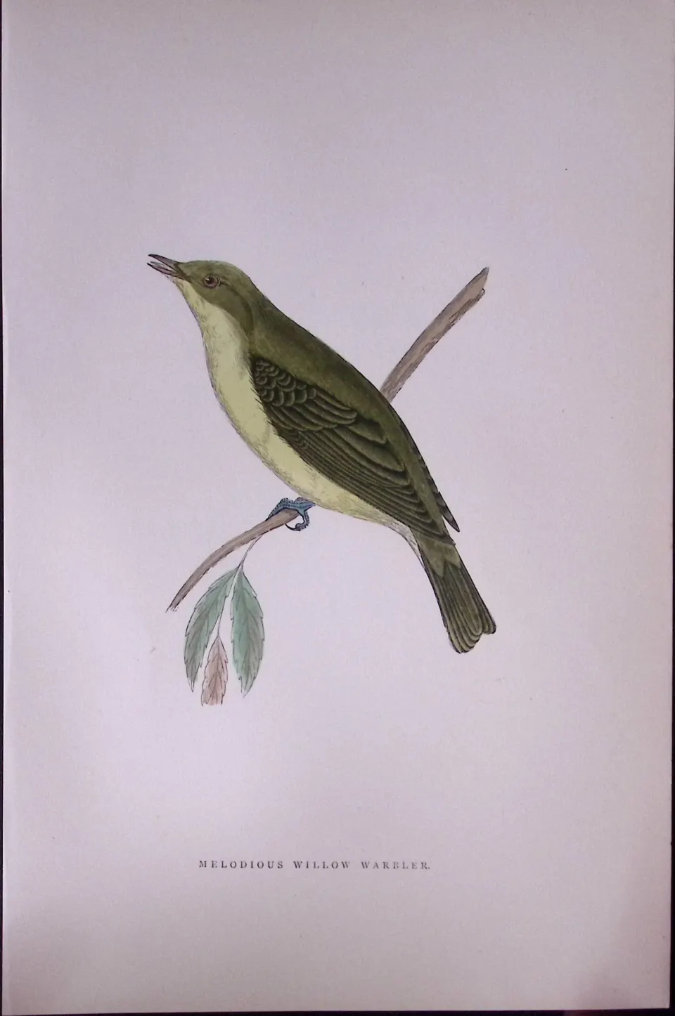 Melodious Willow Warbler Rev Morris Antique History of British Birds 130 Years-Old Engraving-126