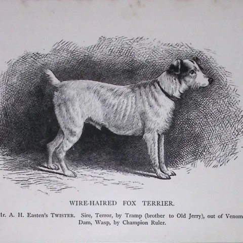 Wire-Haired Fox Terrier British Dogs by Hugh Dalziel 1889 Antique Book Plate-55