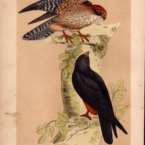 Orange Legged Hobby Rev Morris Antique History of British Birds Engraving.