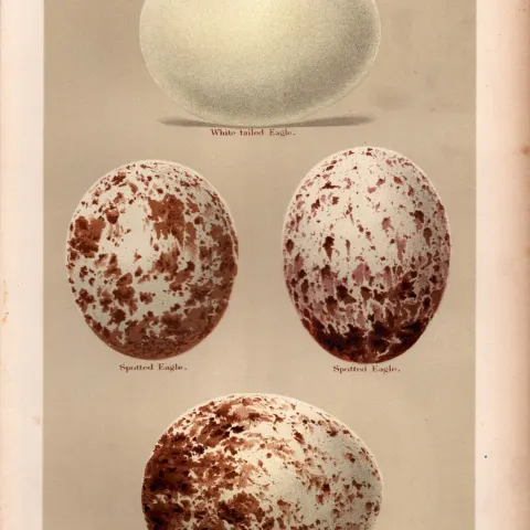 Golden Spotted White-Tailed Eagle 1896 Antique Bird Eggs Print-2.