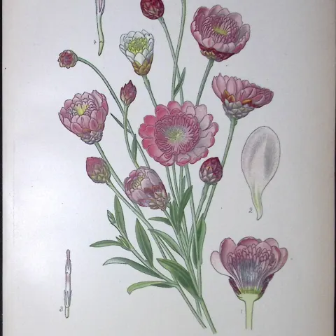 Annual Immortelle Edward Step Rare Antique Botanical Book Plate-158