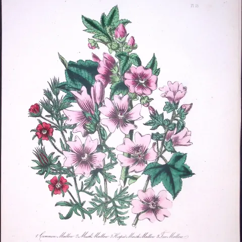 Rare 165-Yr-Old Antique Wildflower Gilt-Edged Illustration Jane Webb Loudon -15.