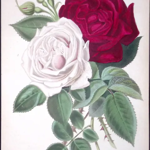 Beautiful Roses Flower Antique  Robert Thompson Hand Coloured Print-4
