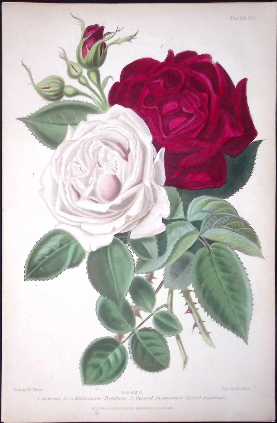 Beautiful Roses Flower Antique  Robert Thompson Hand Coloured Print-4