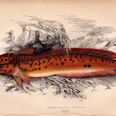 Three-Bearded Rockling Antique Johnathan Couch Fish Engraving.