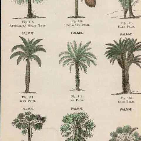 Rare James Reynolds Antique Vegetable, Tree & Plant Kingdom 8.