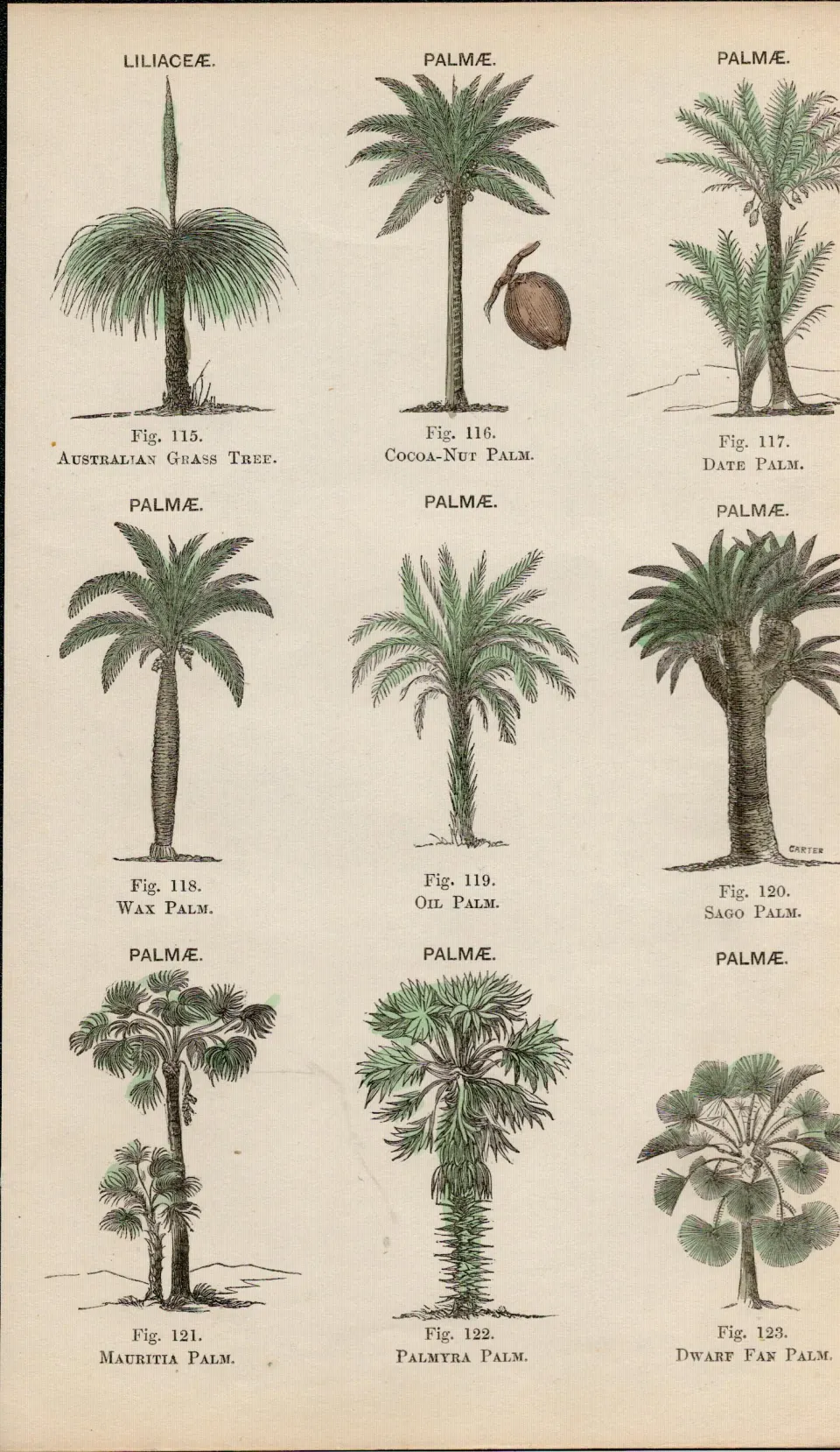 Rare James Reynolds Antique Vegetable, Tree & Plant Kingdom 8.