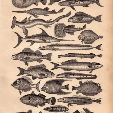 Fish Family 28 Victorian Species Antique Oliver Goldsmith Engraving -XXI.