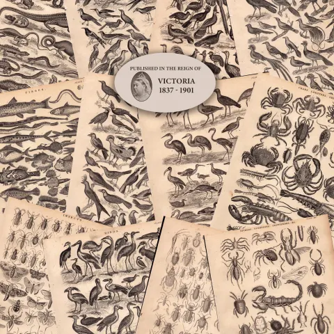 13 Antique Steel Engraved Prints History of the Earth and Animated Nature by Oliver Goldsmith-2.