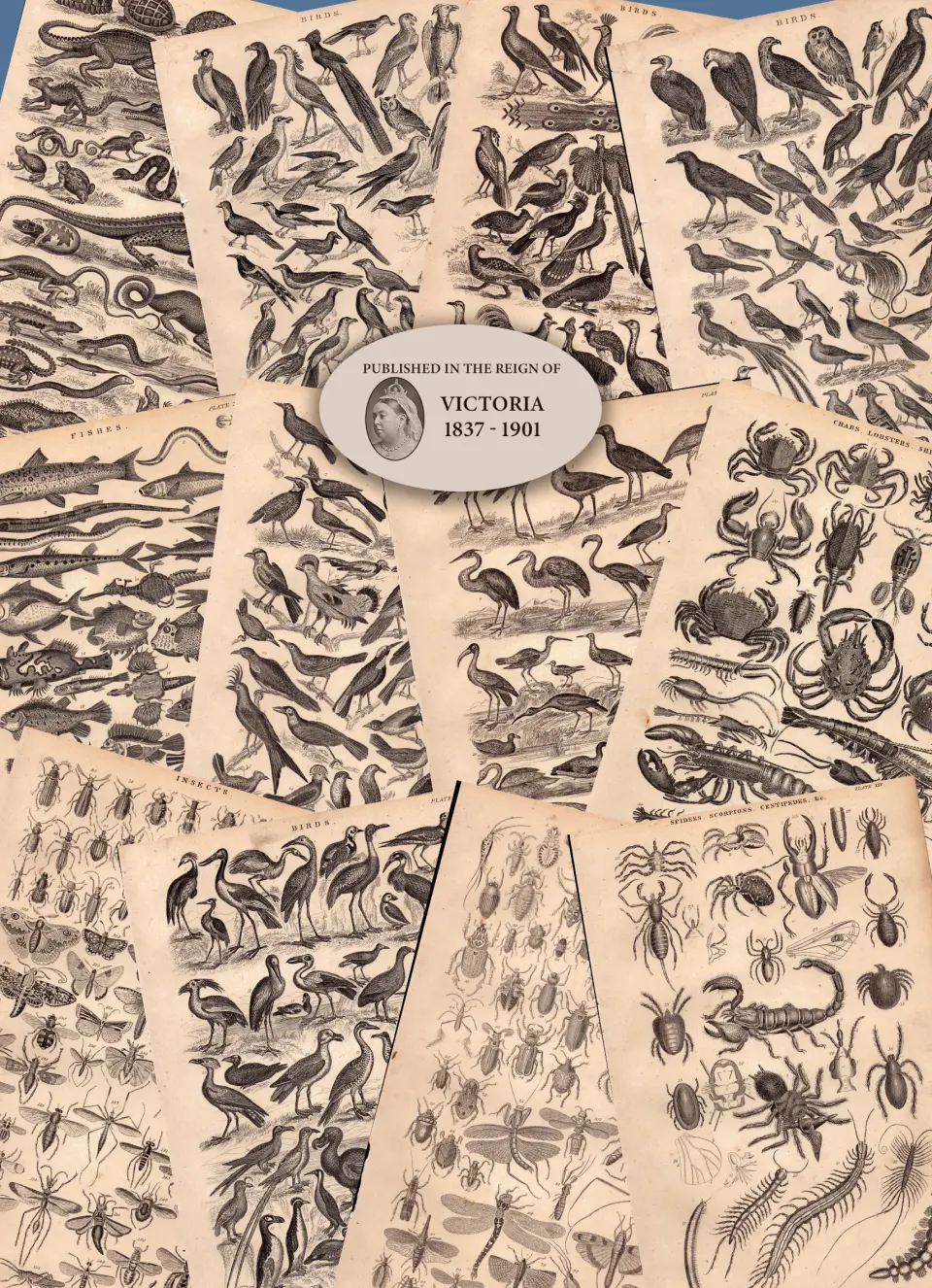 13 Antique Steel Engraved Prints History of the Earth and Animated Nature by Oliver Goldsmith-2.