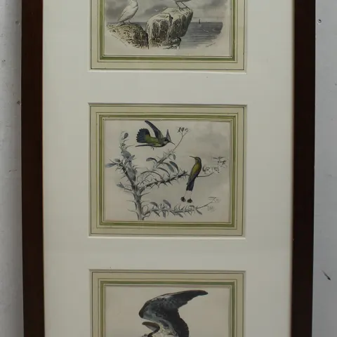 Natural History Hand Coloured Engravings Signed.